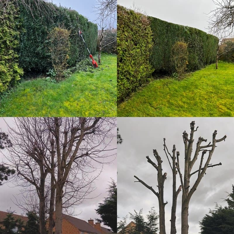 Hedge trimming and tree surgery — before and after