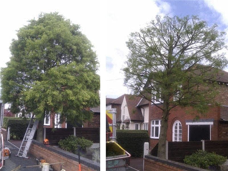 Tree surgery — before and after